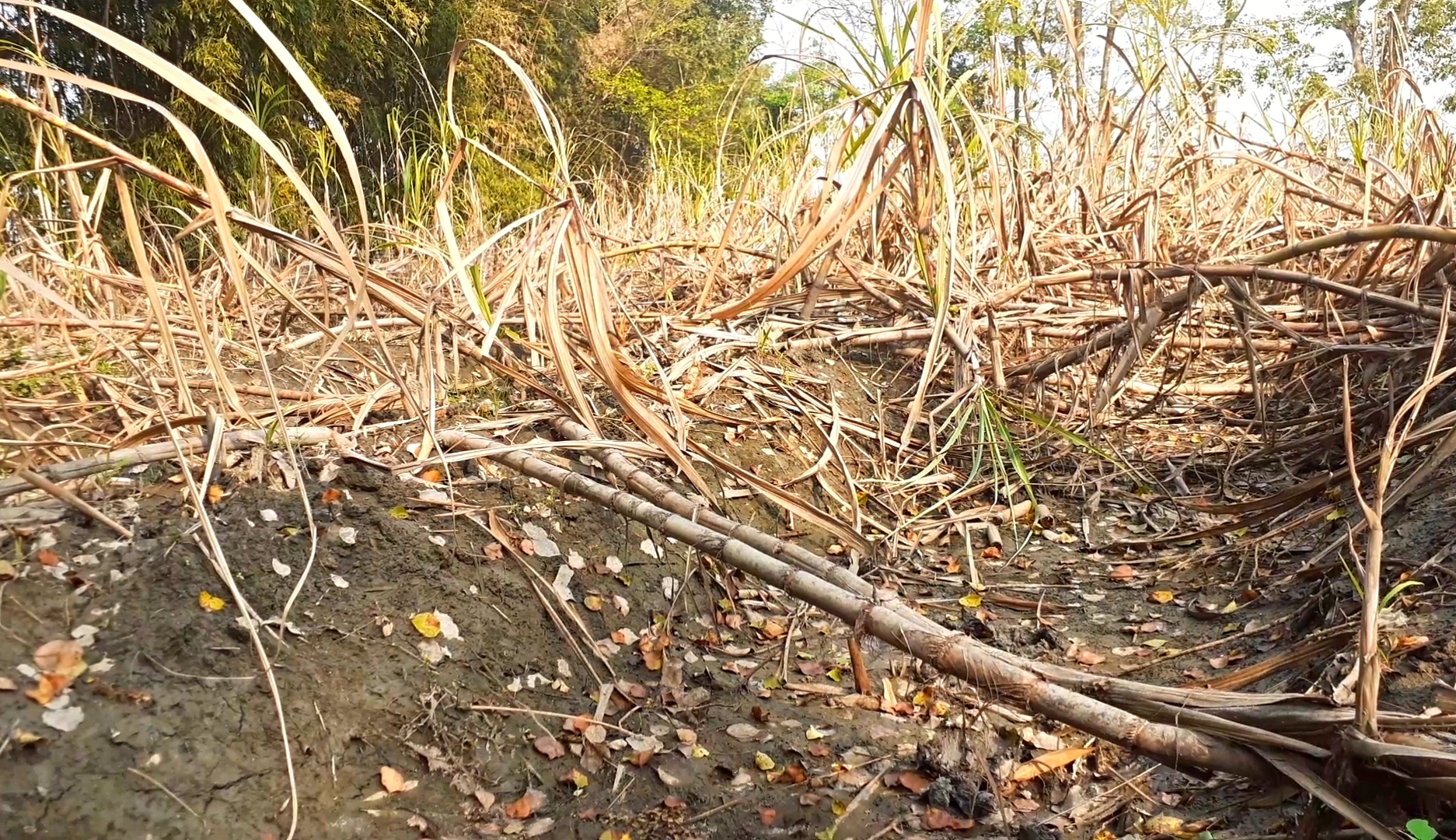 প্ৰায় পাঁচশ বিঘা কৃষিভূমিৰ কুঁহিয়াৰৰ খেতি বিনষ্ট