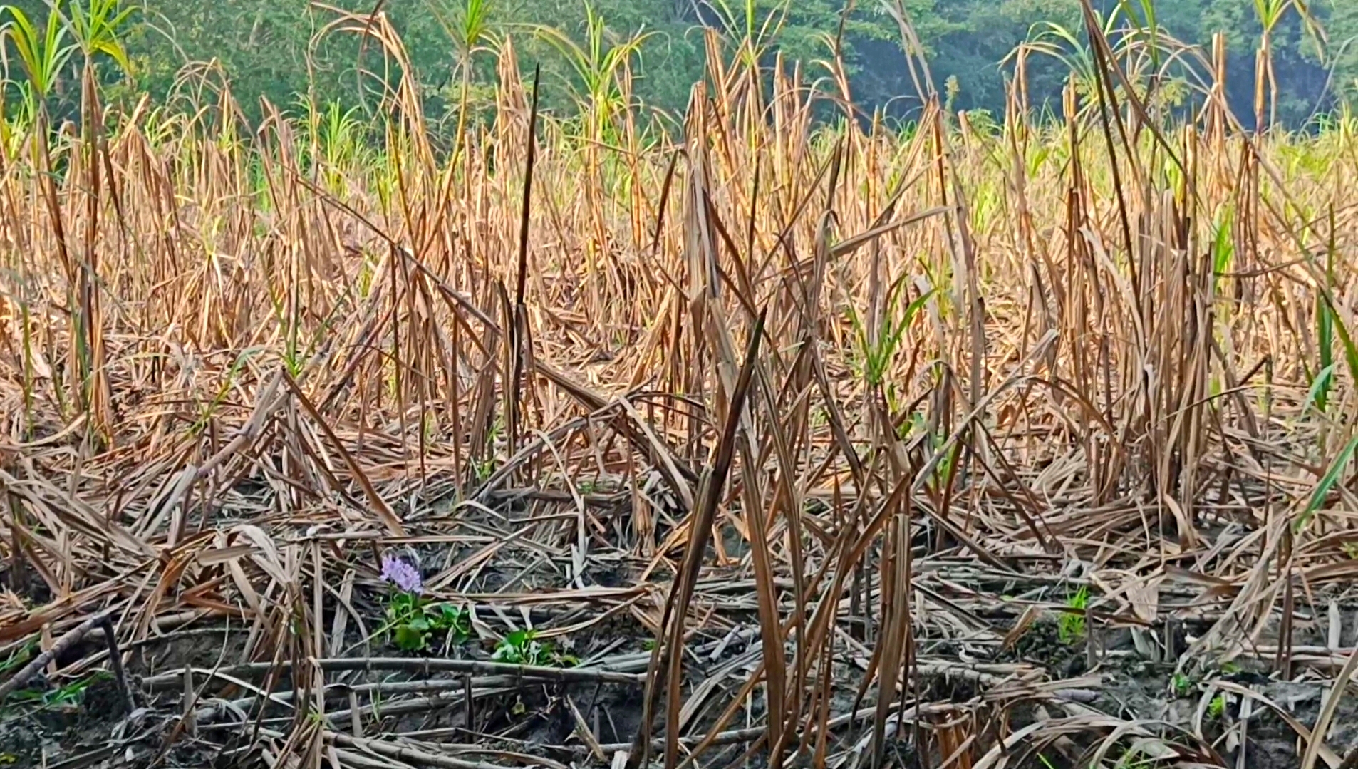 ৰঙিয়াৰ মাদৈকটাৰ কৃষকৰ বিনিদ্ৰ ৰজনী