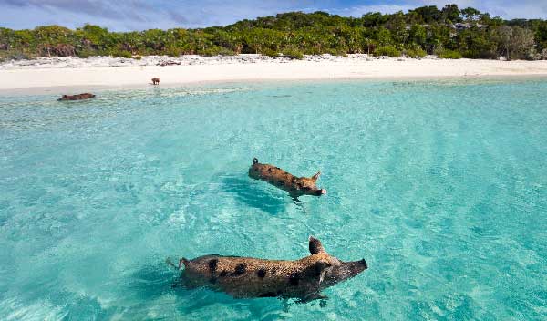 big major cay in the bahamas is where you can swim with pigs