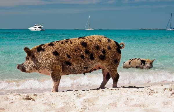 big major cay in the bahamas is where you can swim with pigs