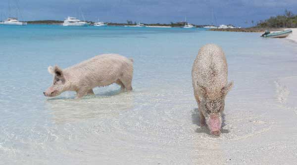 big major cay in the bahamas is where you can swim with pigs