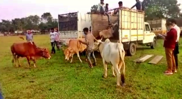 Illegal cow seized in Jonai