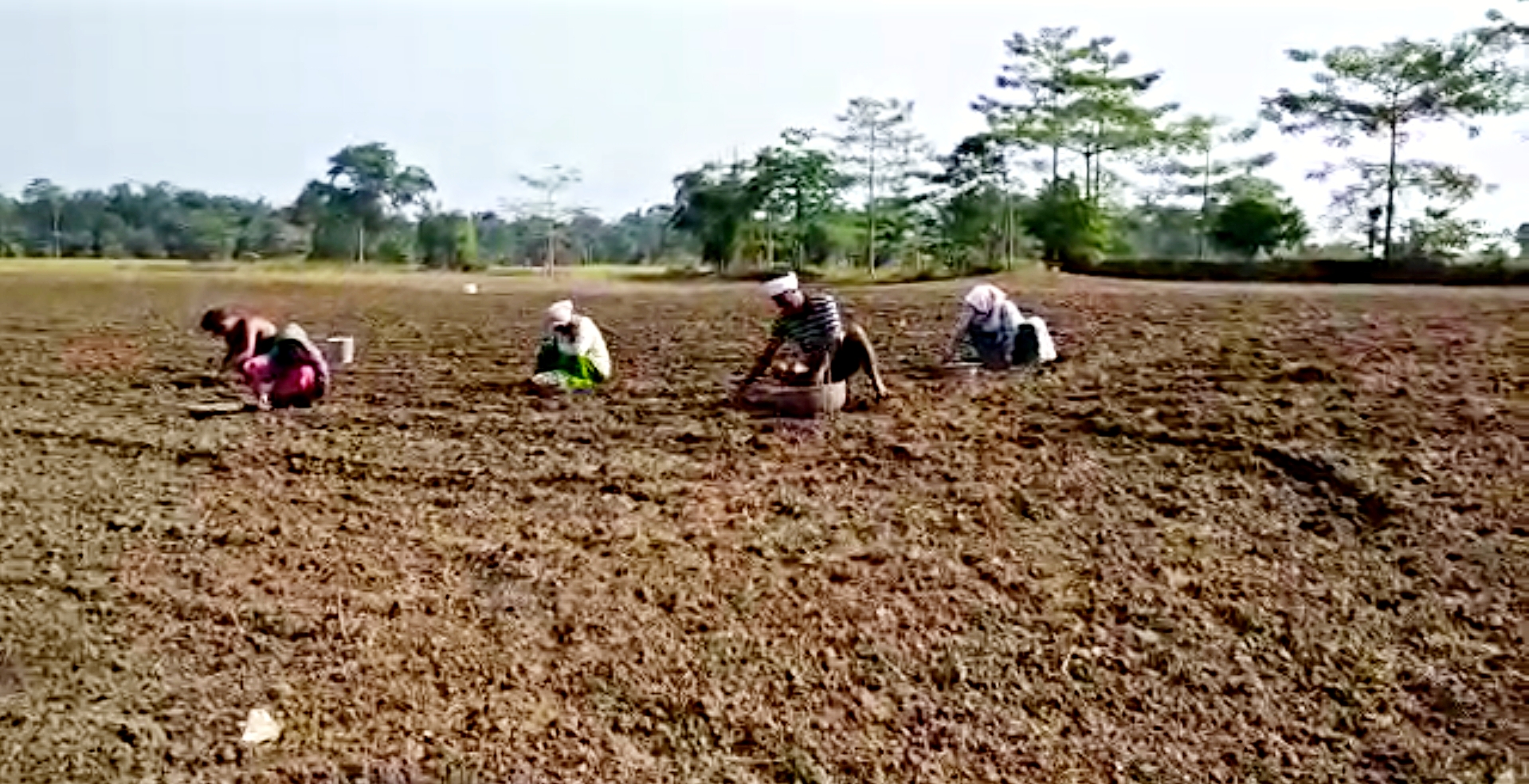 পলমকৈ আৰম্ভ কৰিবলগা হৈছে ৰবি খেতি সমূহ