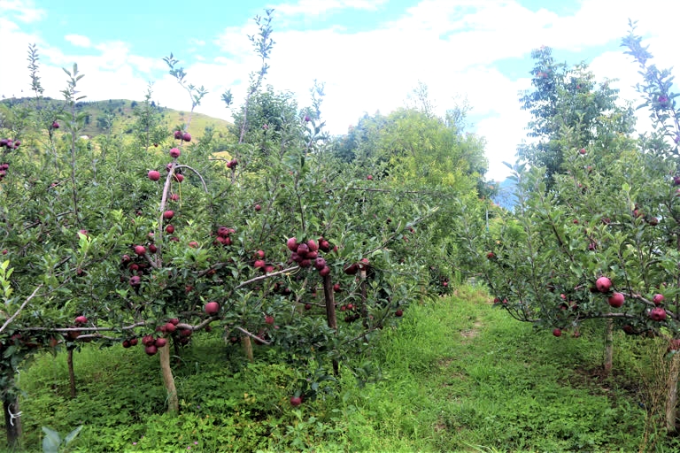 apple production in himachal