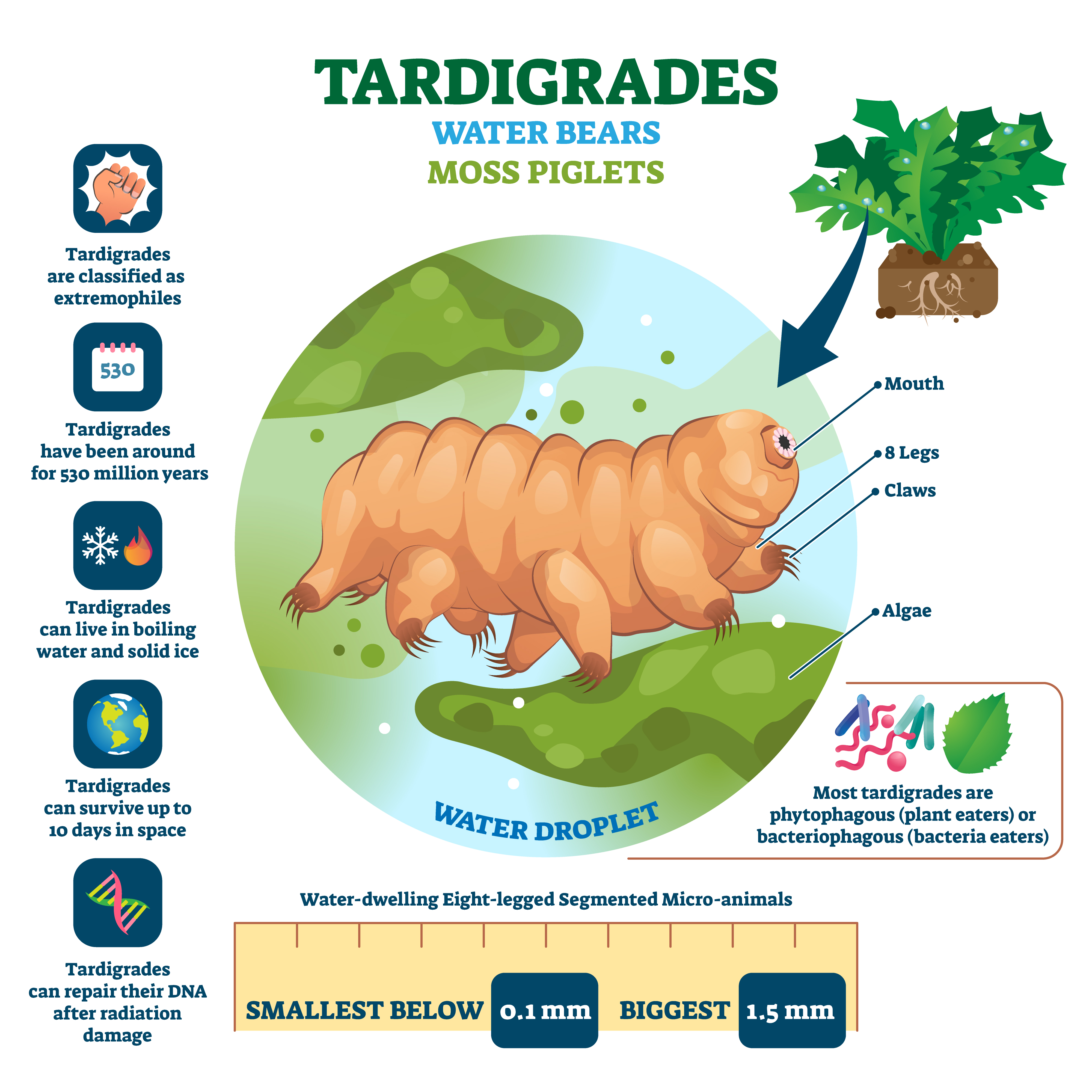 tardigrade ,water bears