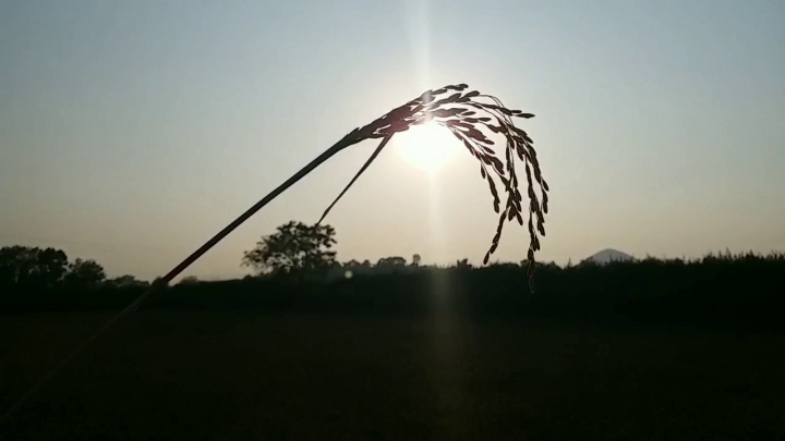 Paddy fell due to standing crop