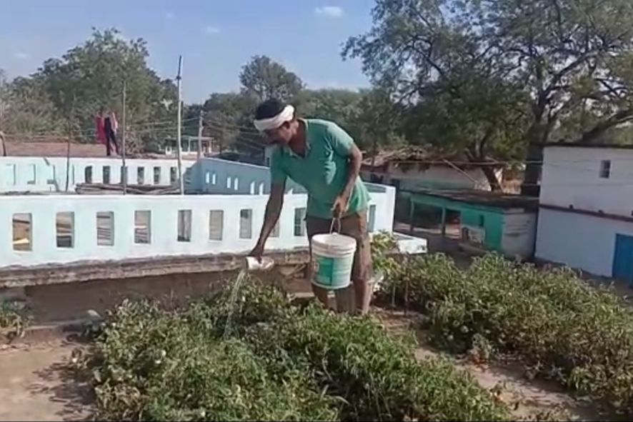 Farmer grew vegetables on the roof