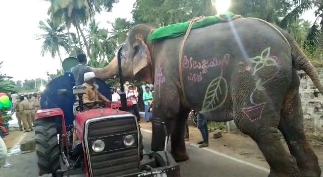 कर्नाटक हत्ती व्हायरल व्हिडिओ न्यूज