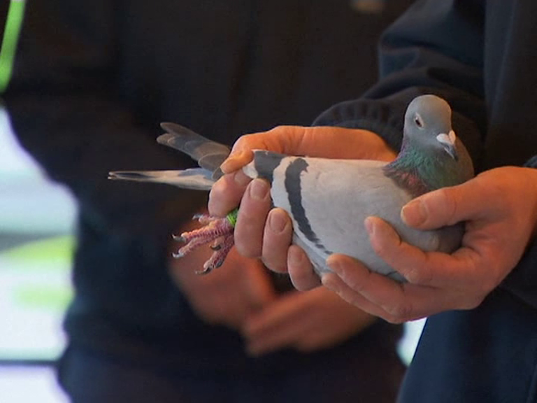 Belgian racing pigeon sold for record 1.6M euros