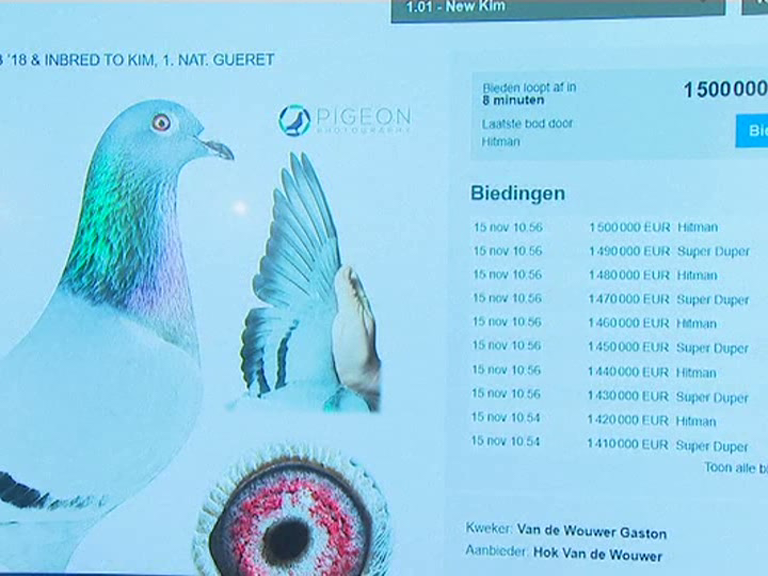 Belgian racing pigeon sold for record 1.6M euros