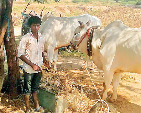 ఎద్దుల్ని మేపుతున్న శివ