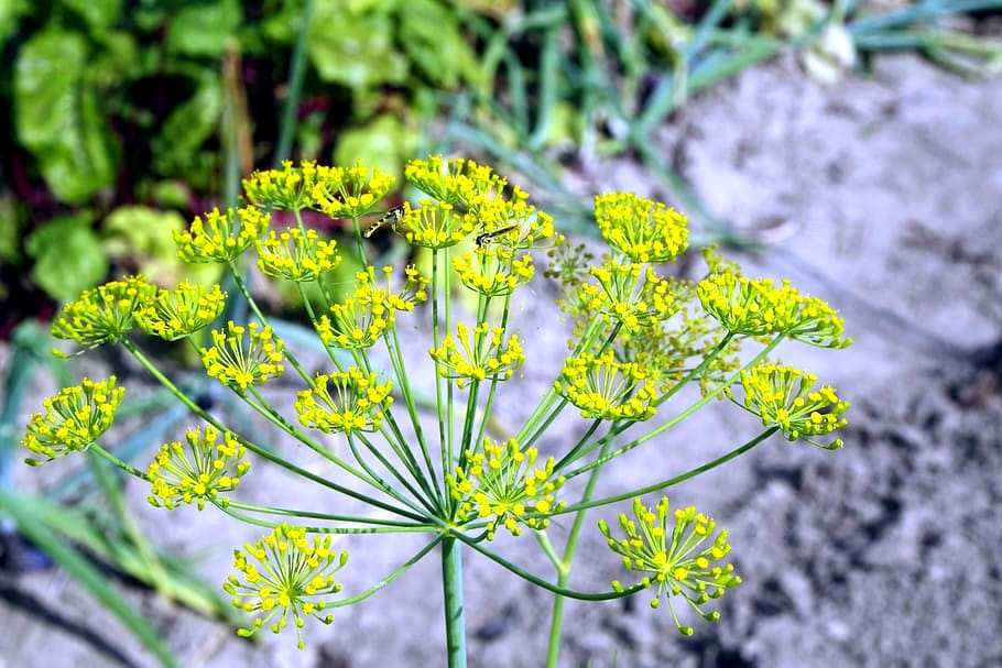 asafoetida