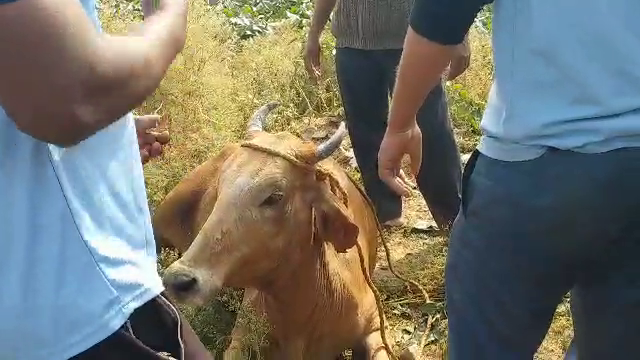 अजमेर जलकुंभी में फंसी गाय, Cow caught in Ajmer water hyacinth