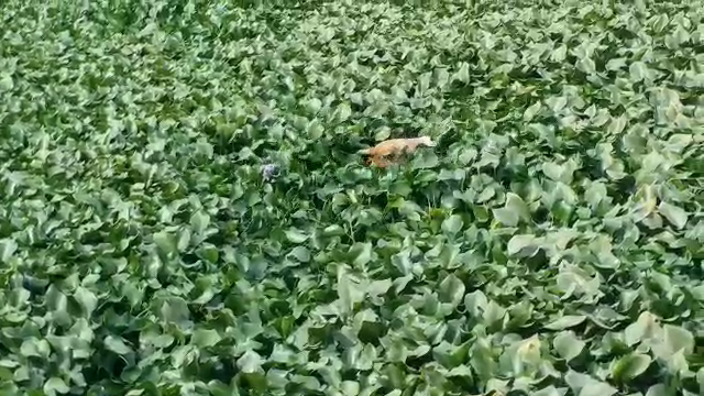 अजमेर जलकुंभी में फंसी गाय, Cow caught in Ajmer water hyacinth