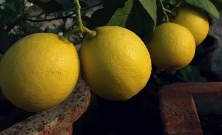 LEMON