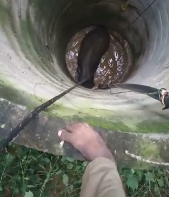 elephant rescue from well