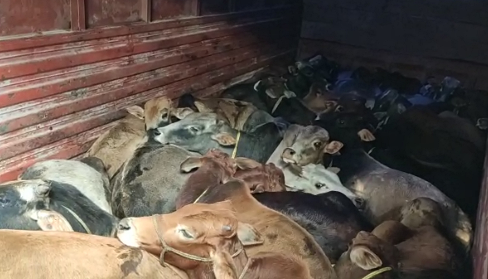 two-truck-with-illegal-cow-seized-at-boko