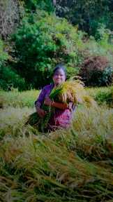 araku mp in paddy cutting