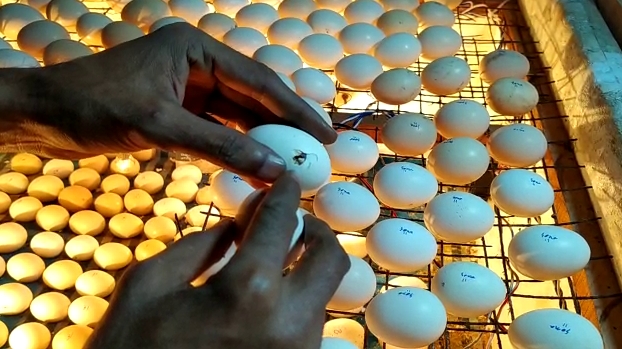 Bengal man lost job in lockdown, invented Egg hatching machine that changed his life