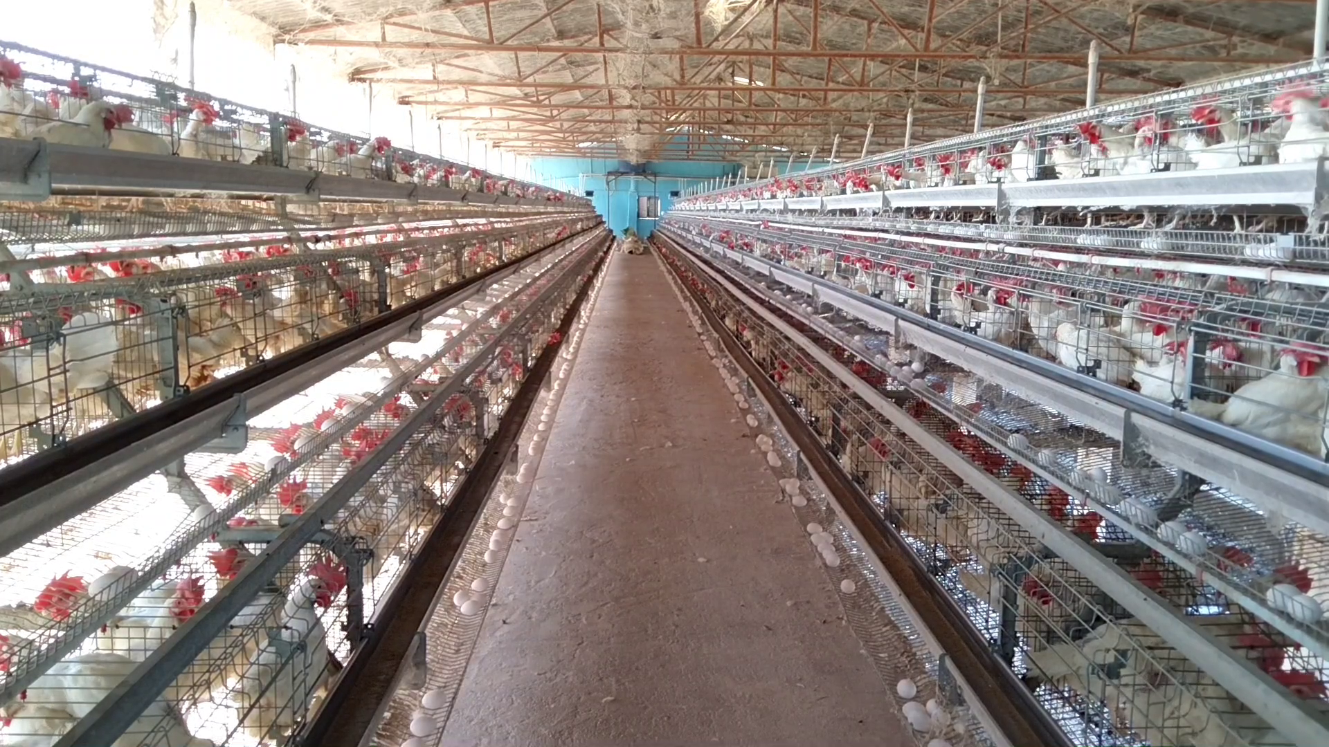 employment by Poultry farming in Chatra