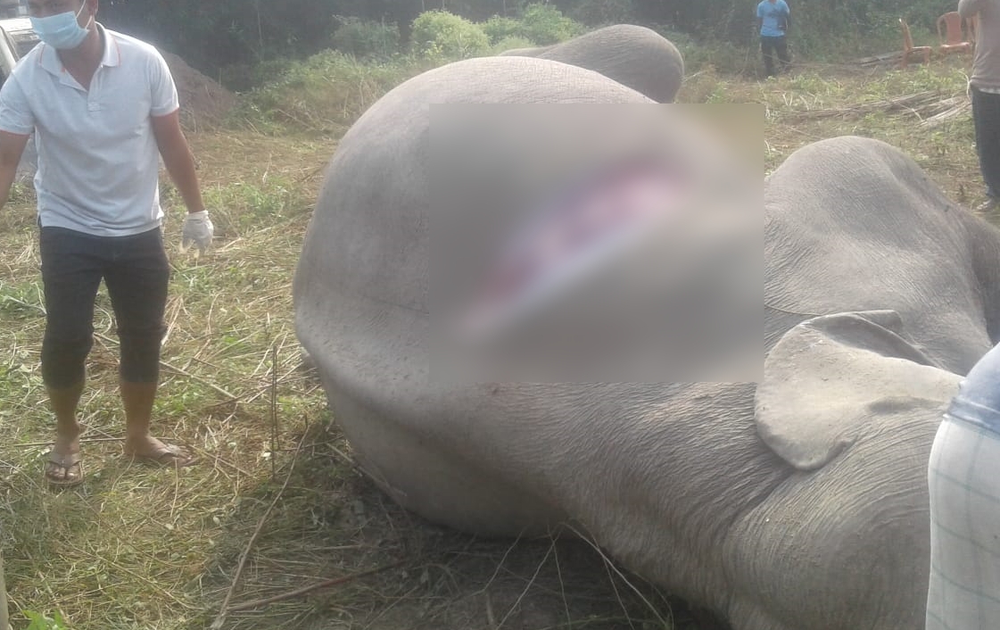 Chirang wild elephant kill by electric shok