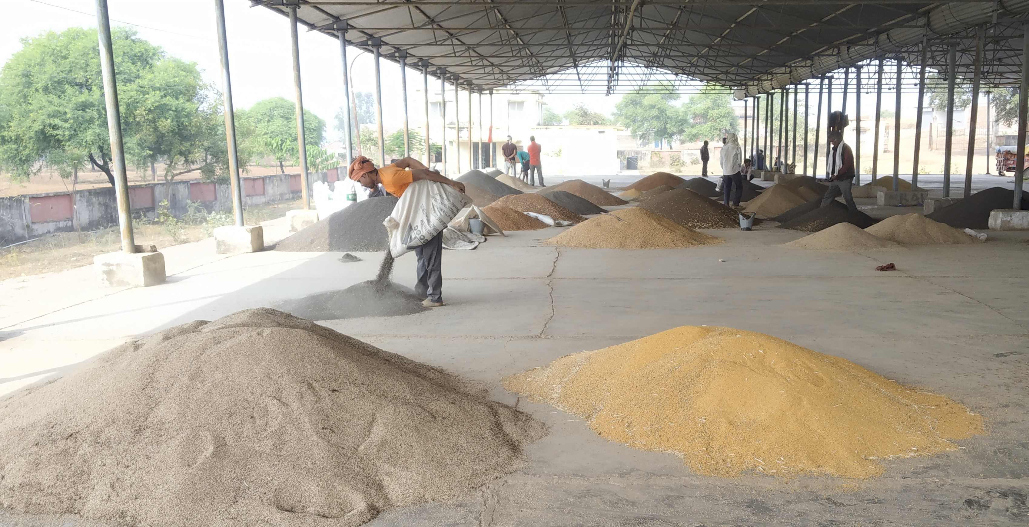 Farmers not reaching paddy purchase center in Panna