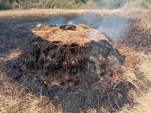 Fire in paddy crop