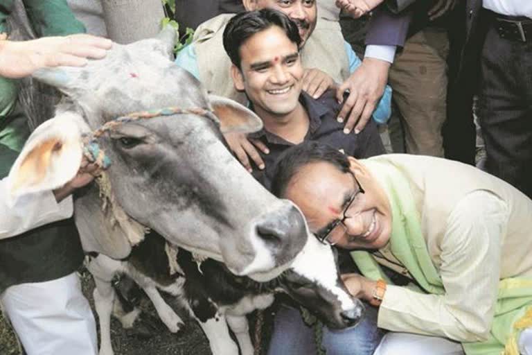 Gau cabinet will be online at 11 am today in Bhopal