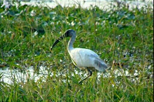 Jaysagar Dalani a Place of Migrated Birds kaliabar assam etv bharat news