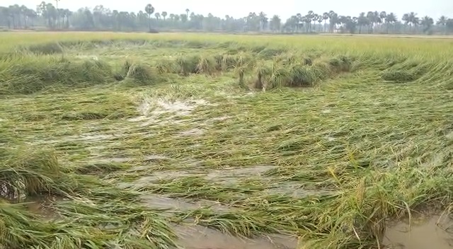 crop-losses-in-visakha-due-to-heavy-rains