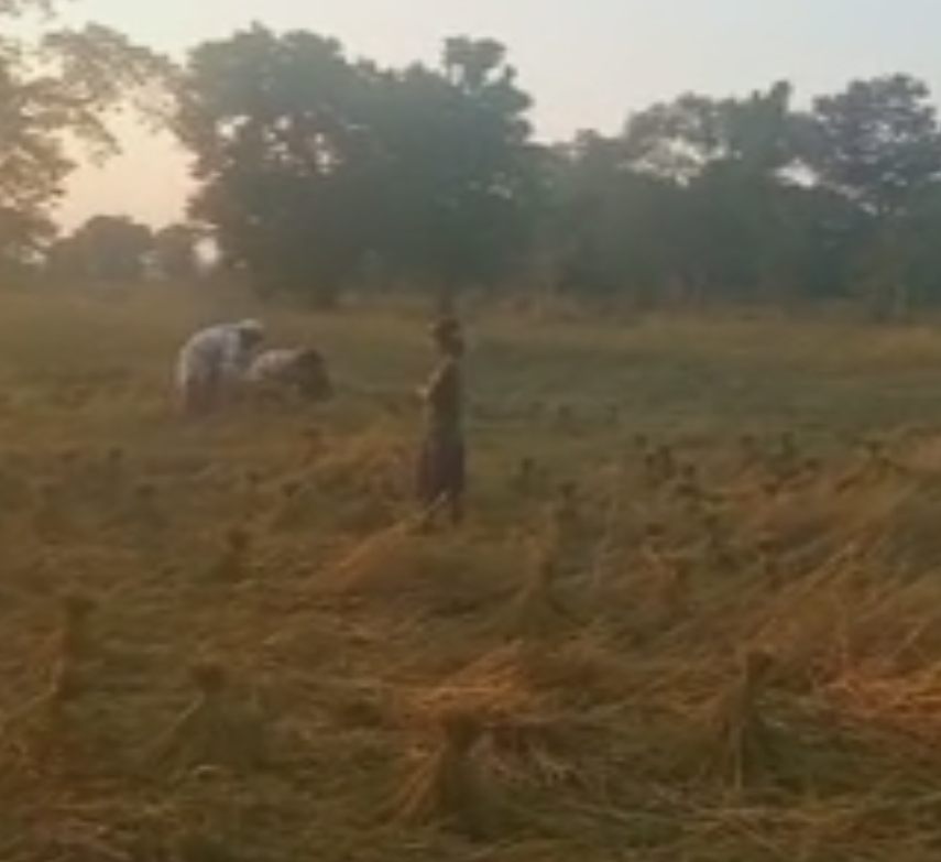 as_maj_majuli_paddy_field_news_vis_as10026