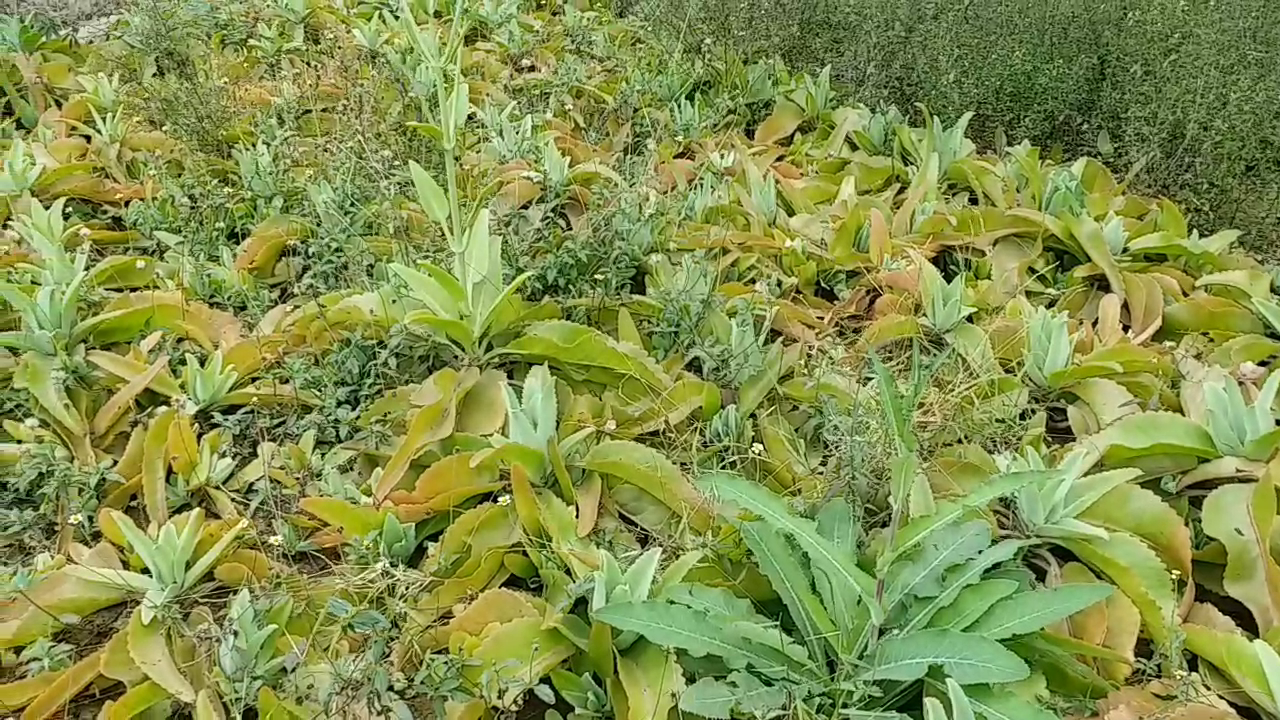 260-types-of-medicinal-plants-have-been-grown-in-ayurvedic-college-of-raipur