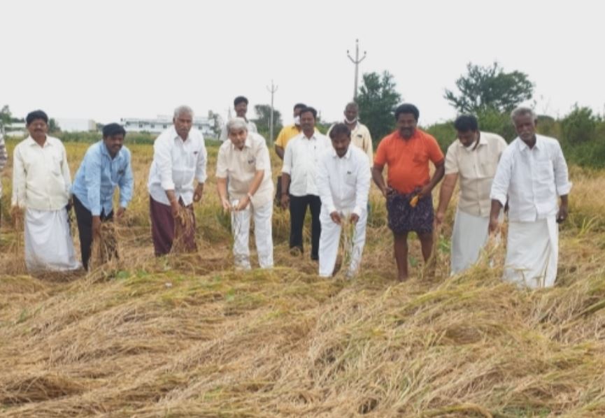 పంటలను పరిశీలిస్తున్న తెదేపా నేత నెట్టెం రఘురాం