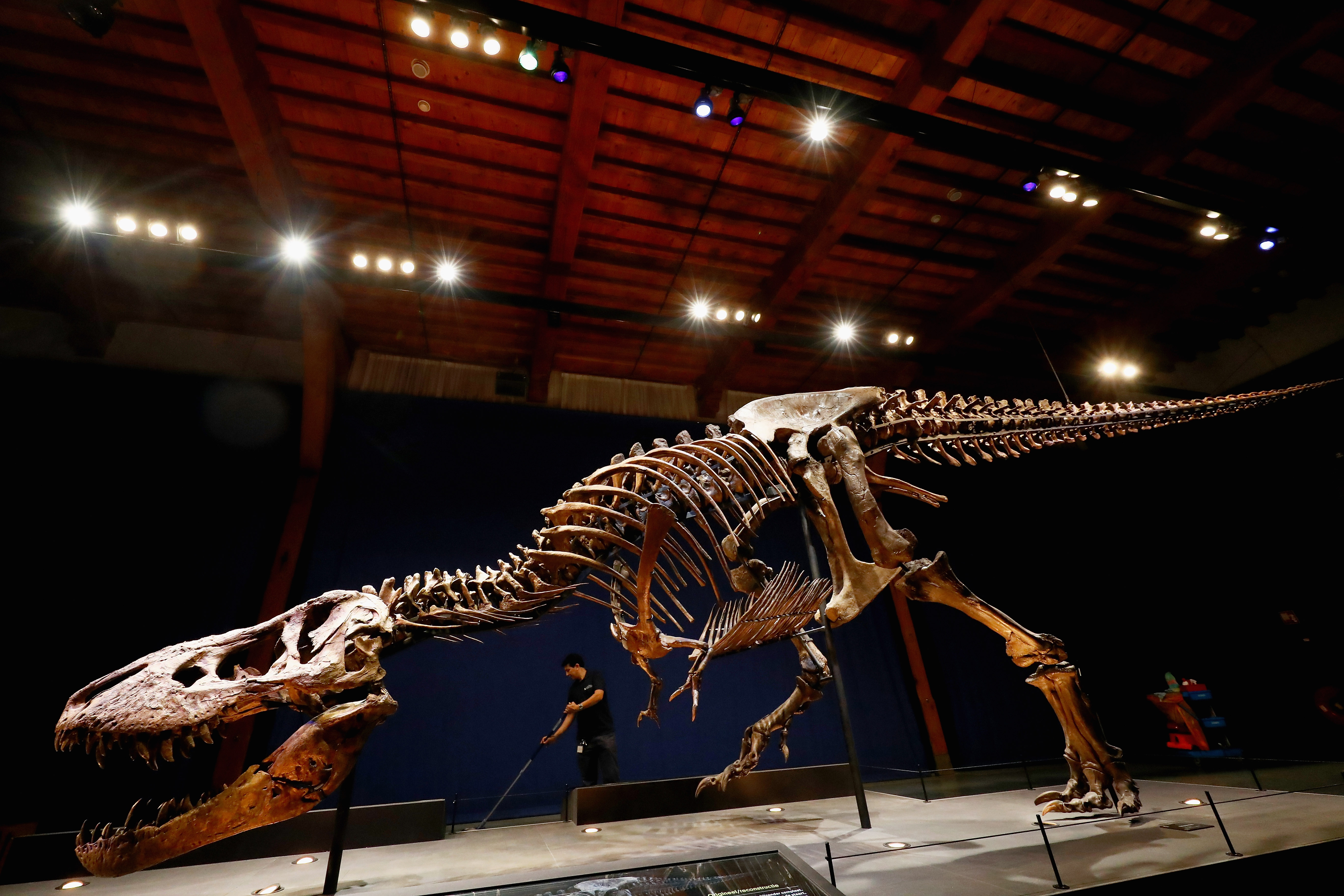 duelling dinosaur, fossil auctions