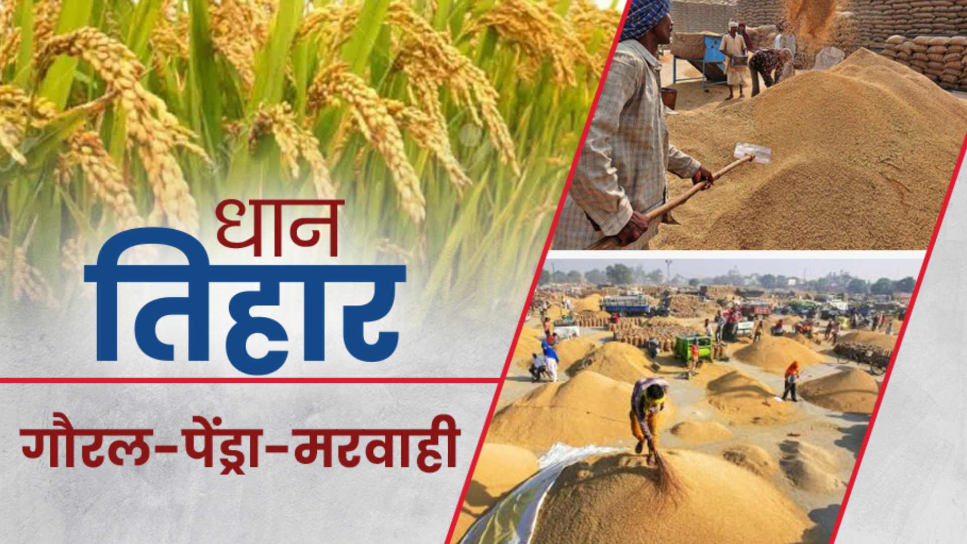 paddy-purchase-started-in-chhattisgarh