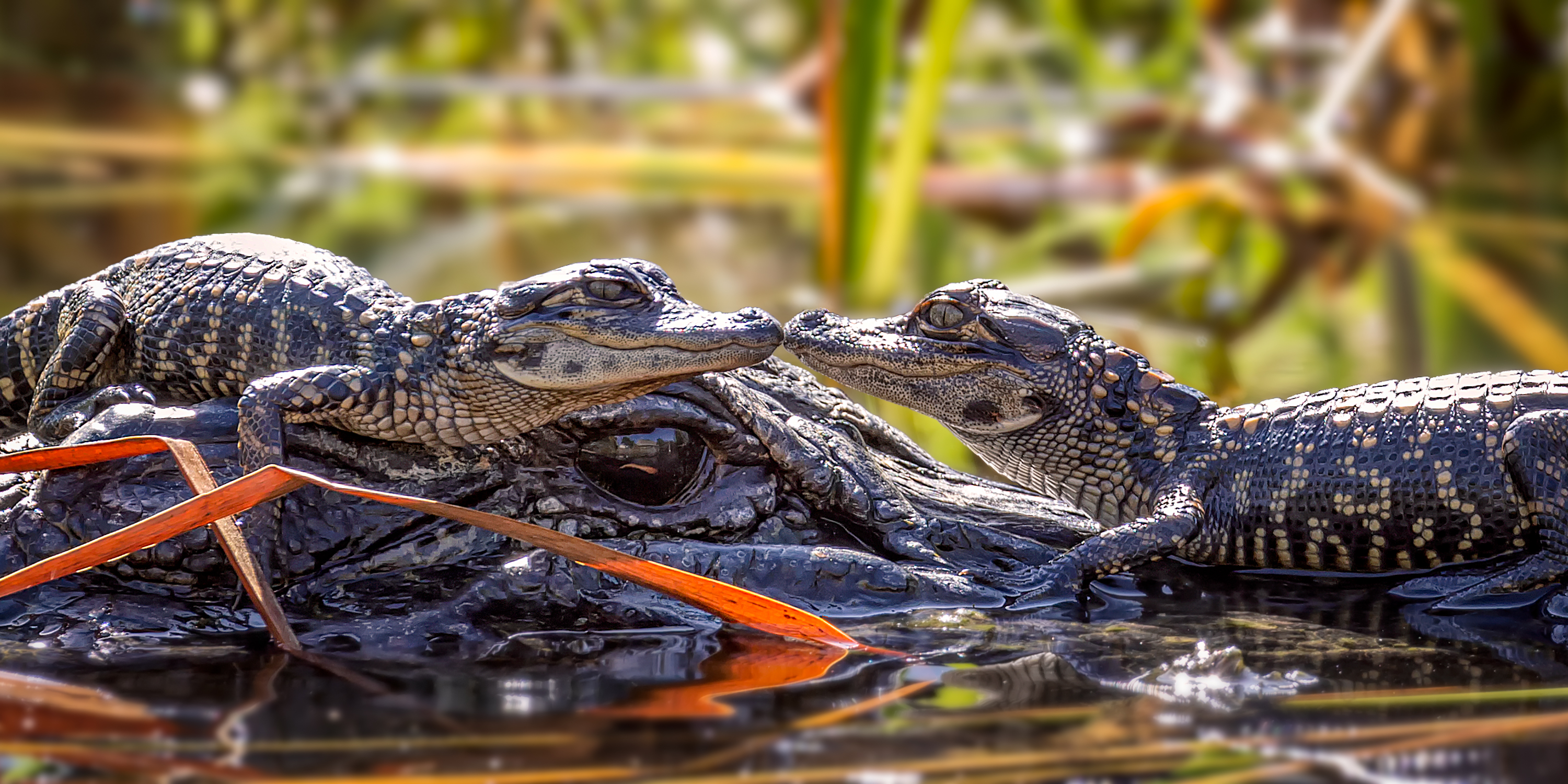 alligators ,Scientific Reports on alligators and tails