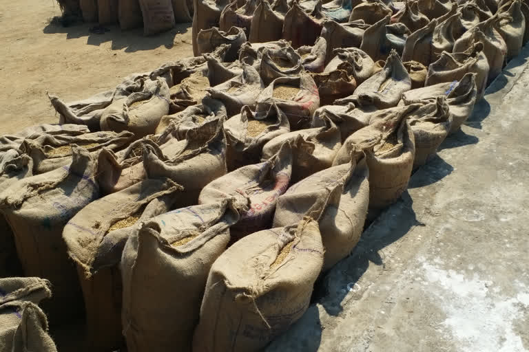 third day of paddy purchase in Chhattisgarh