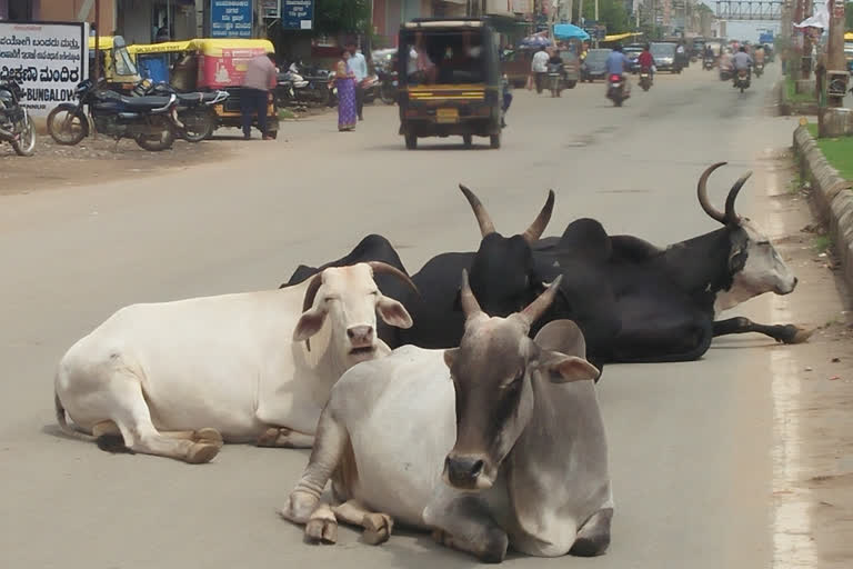 ಗೋ ಹತ್ಯೆ ನಿಷೇಧ ಕಾಯ್ದೆ