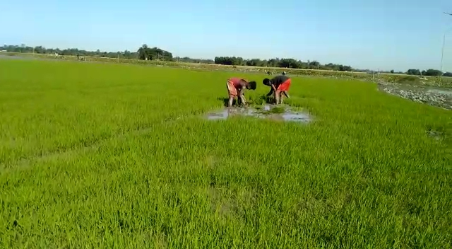 Bodo rice farming starts in No bill gaon