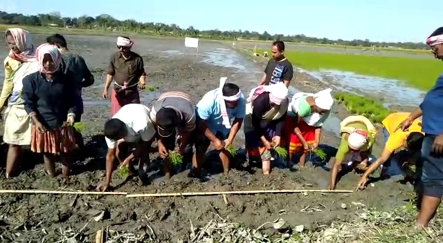 Bodo rice farming starts in No bill gaon