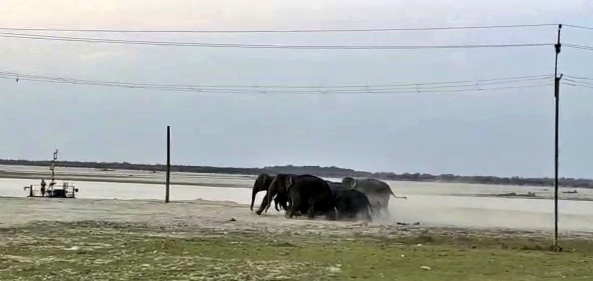 wild elephant in kaliabor