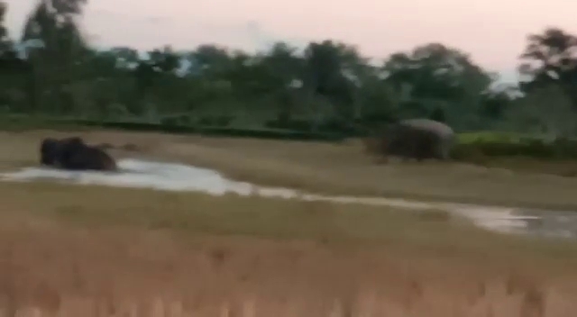 wild elephant attack at teok