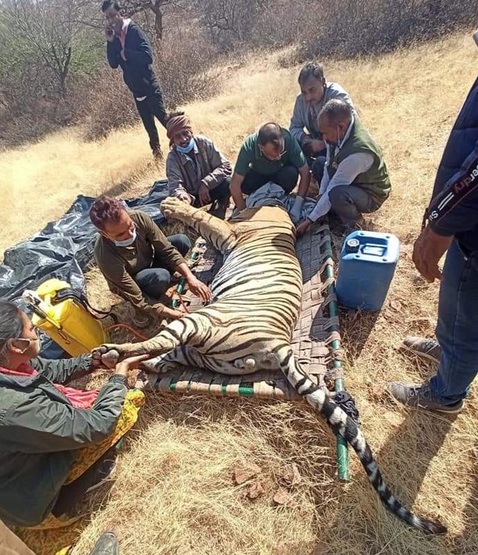 Project tiger, Tiger conservation project, Ranthambore National Wildlife Park, Ranthambore National Park Sawai Madhopur, Ranthambore National Park Sawai Madhopur, टाइगर के गले में फंदा
