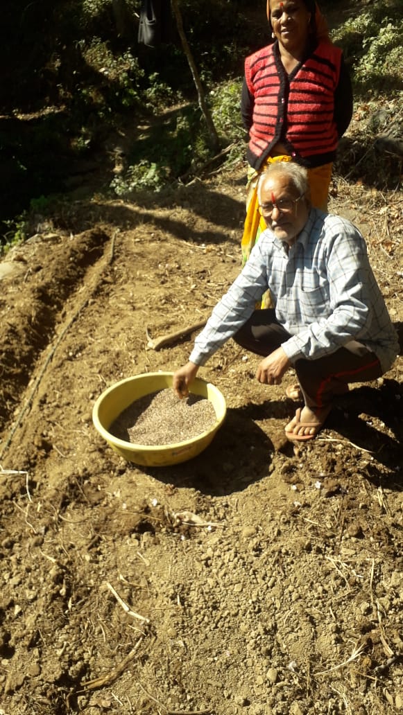 rudraprayag cultivation of black wheat