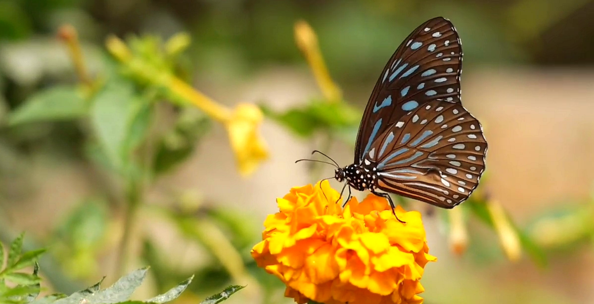 Keoladeo Actuary Bharatpur, Keoladeo National Park Bharatpur, ghana bird sanctuary bharatpur news, Butterfly Species Research News, Keoladeo Butterfly Species Research Bharatpur, Butterflies Bio Indicator, Animal and Environmental Pollution, Bird Conservation Century in Rajasthan