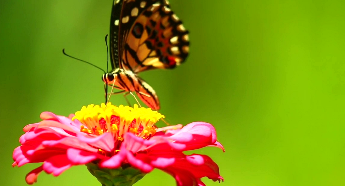 Keoladeo Actuary Bharatpur, Keoladeo National Park Bharatpur, ghana bird sanctuary bharatpur news, Butterfly Species Research News, Keoladeo Butterfly Species Research Bharatpur, Butterflies Bio Indicator, Animal and Environmental Pollution, Bird Conservation Century in Rajasthan