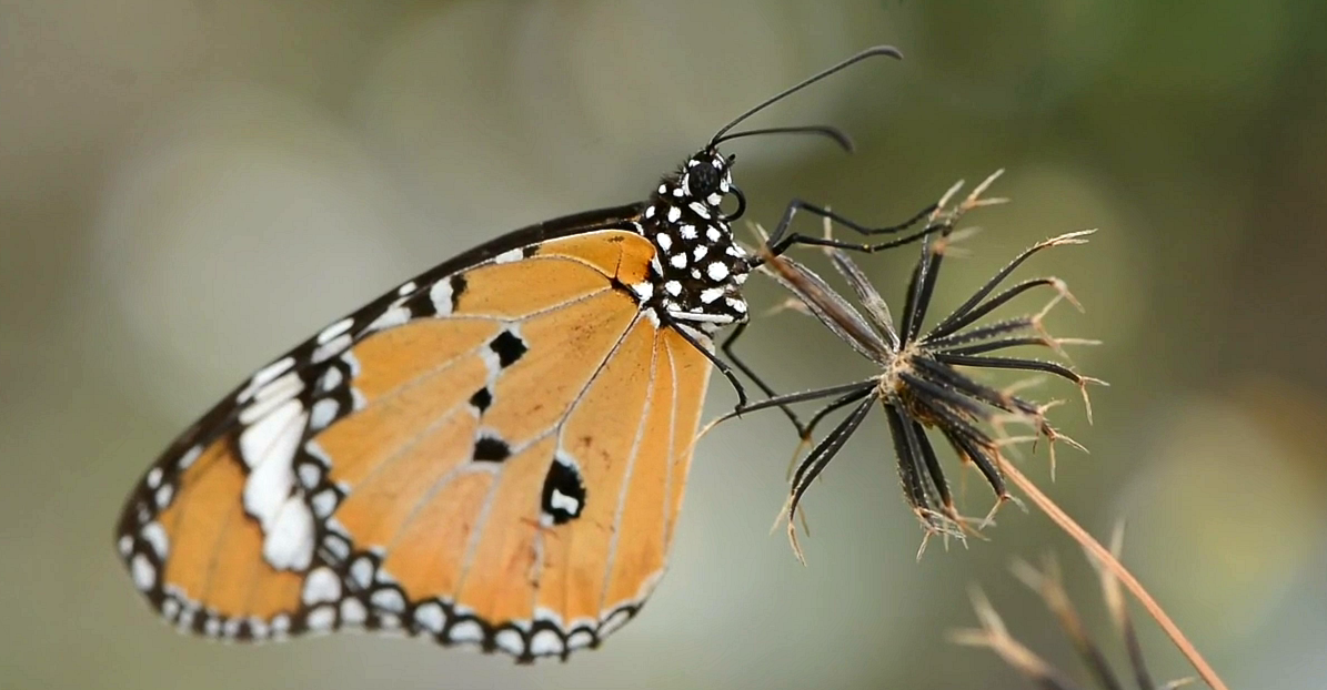 Keoladeo Actuary Bharatpur, Keoladeo National Park Bharatpur, ghana bird sanctuary bharatpur news, Butterfly Species Research News, Keoladeo Butterfly Species Research Bharatpur, Butterflies Bio Indicator, Animal and Environmental Pollution, Bird Conservation Century in Rajasthan