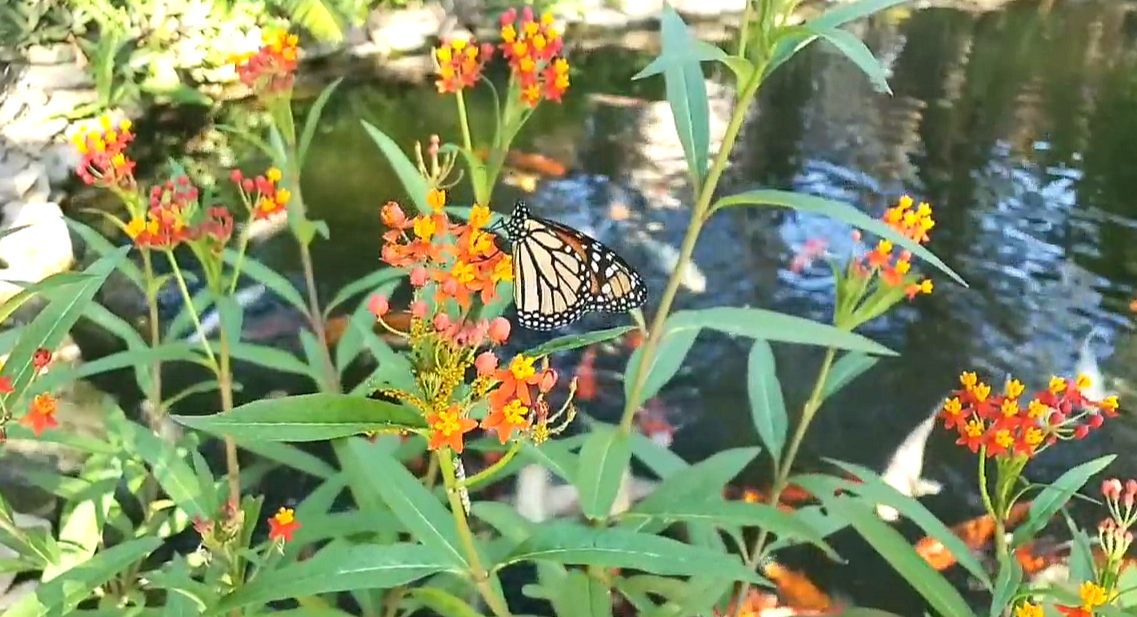 Keoladeo Actuary Bharatpur, Keoladeo National Park Bharatpur, ghana bird sanctuary bharatpur news, Butterfly Species Research News, Keoladeo Butterfly Species Research Bharatpur, Butterflies Bio Indicator, Animal and Environmental Pollution, Bird Conservation Century in Rajasthan