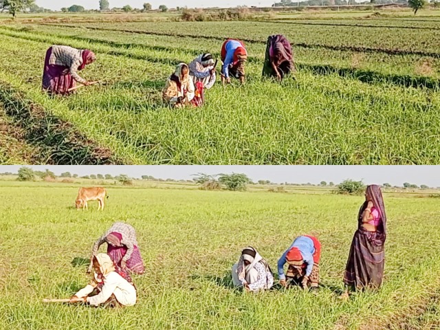 लहसुन का बंपर उत्पादन, कोटा लेटेस्ट न्यूज, राजस्थान में लहसुन का उत्पादन, राजस्थान के किसान, लहसुन उत्पादन का रकबा बढ़ा, kota latest news, rajasthan latest news, Rajasthan farmers, Garlic production in Rajasthan,  Bumper production of garlic, farming of garlic