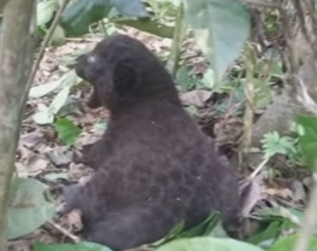 two-cub-rescued-in-chabua-tea-estate